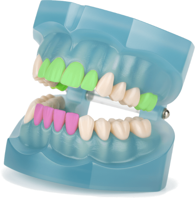 Dientes para medición dental
