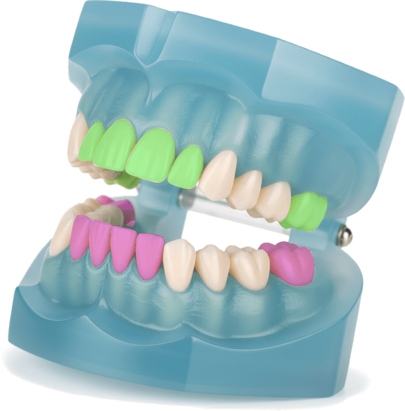 Dientes para medición dental